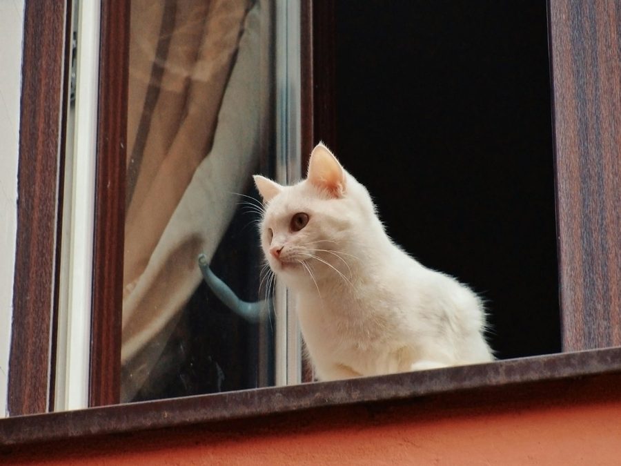 Pensé pour les chats et petits animaux.