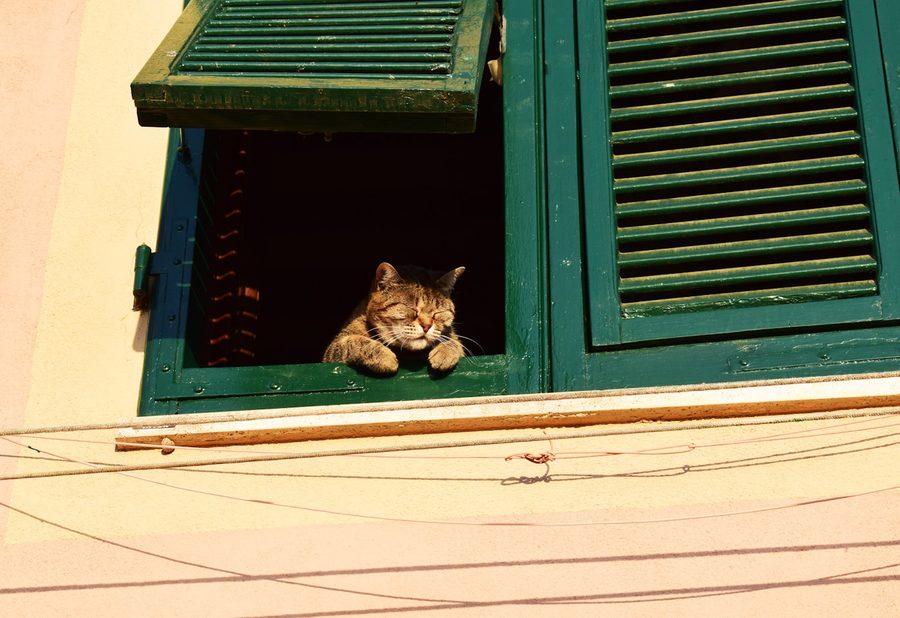 Visites pour chats et petits animaux