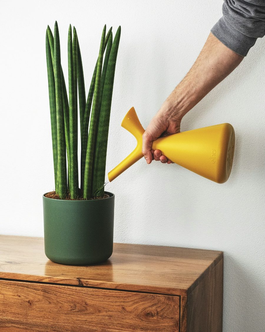 Arrosage d'une plante d'intérieur